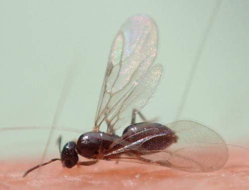 Plagiolepis sp.